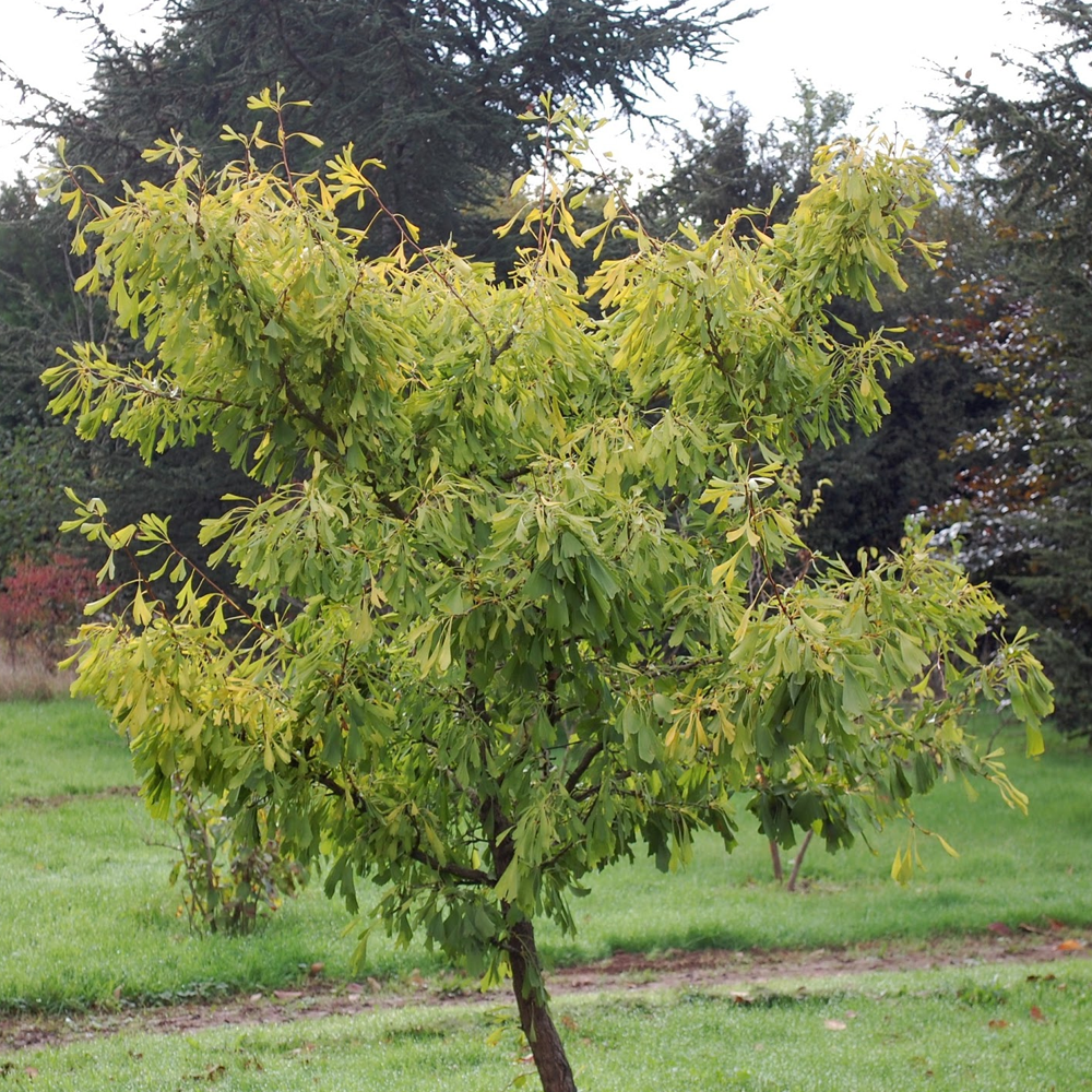 Ginkgo Biloba Tree (12L, 5-6ft)
