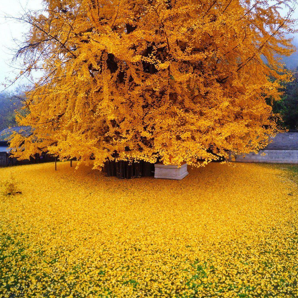 Ginkgo Biloba Tree (12L, 5-6ft)