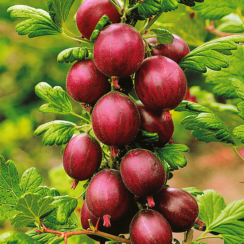 Gooseberry Hinnonmaki Red (9cm)