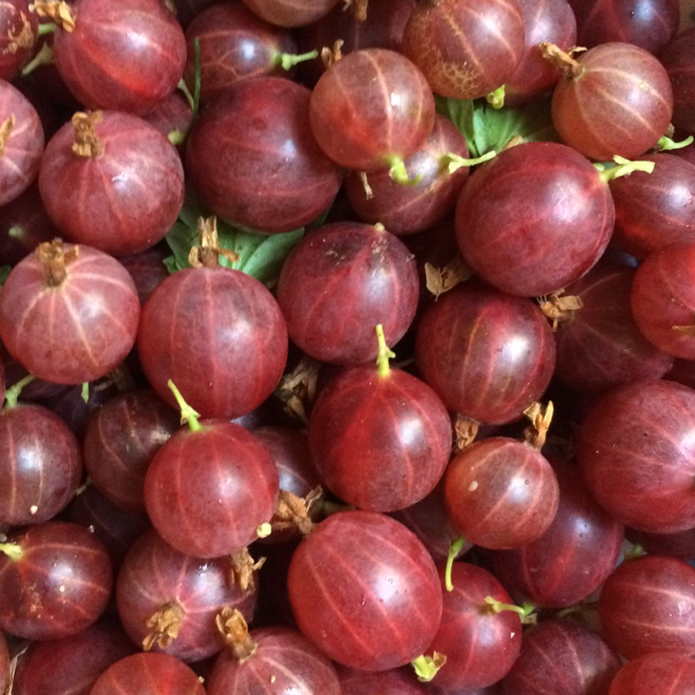 Gooseberry Hinnonmaki Red (9cm)