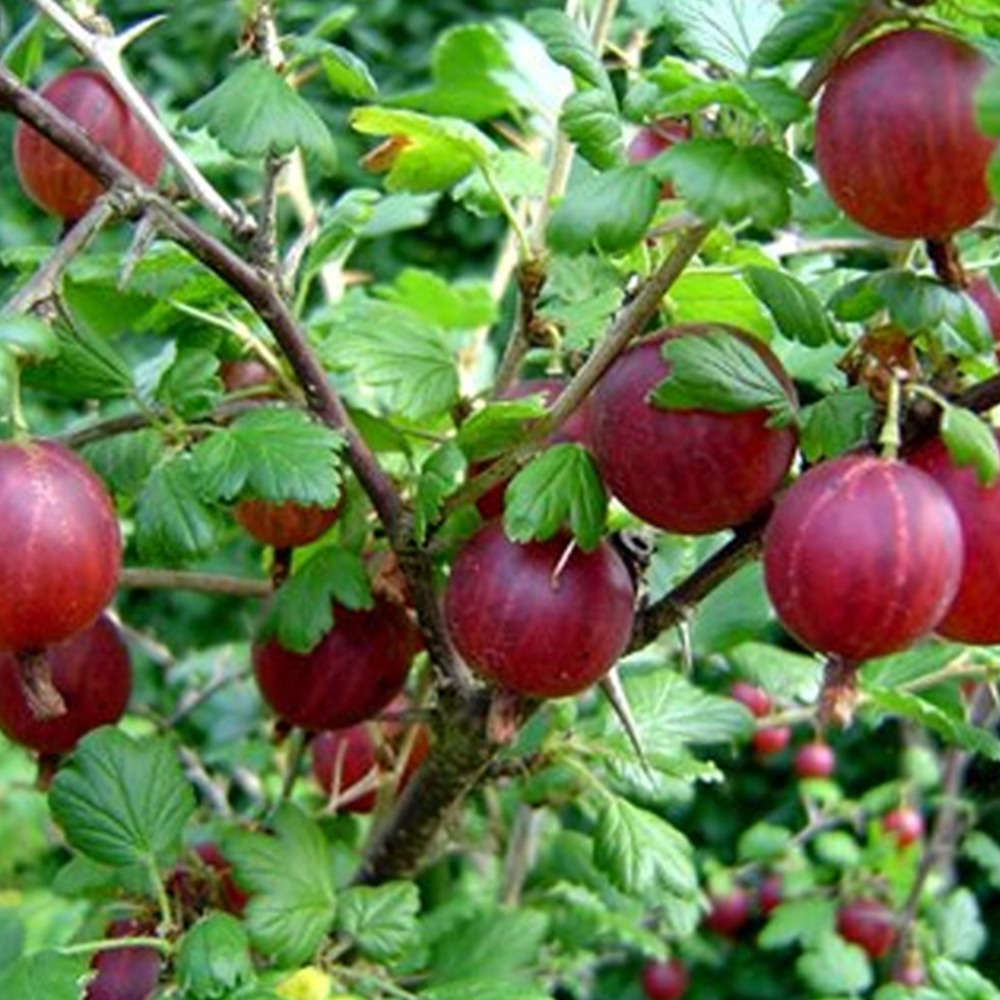 Gooseberry Hinnonmaki Red (9cm)