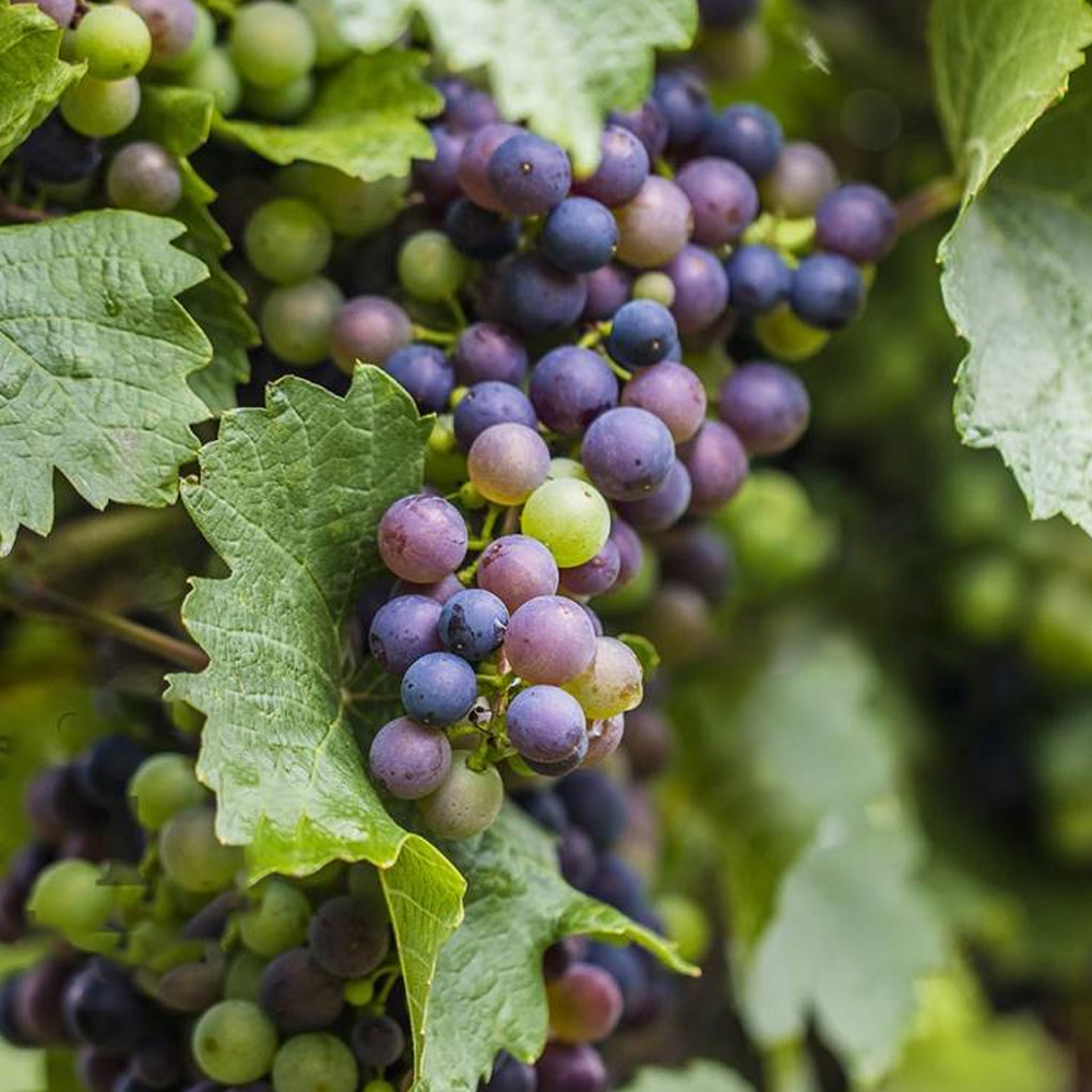 Grape - Vitis Black/Blue/Purple (9cm)