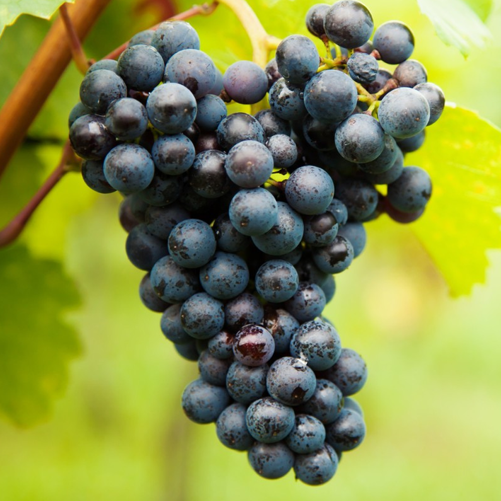 Grape - Vitis Black/Blue/Purple (9cm)