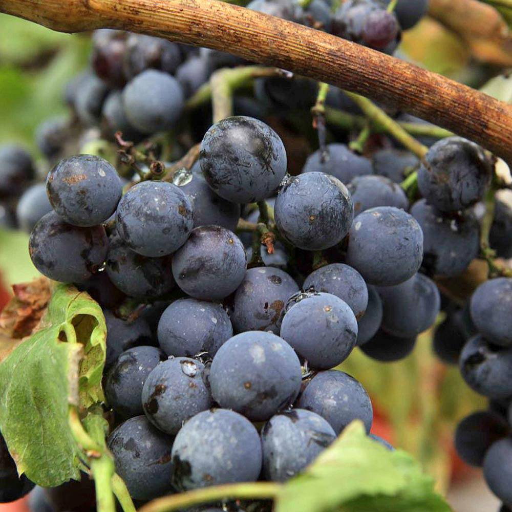 Grape - Vitis Black/Blue/Purple (9cm)