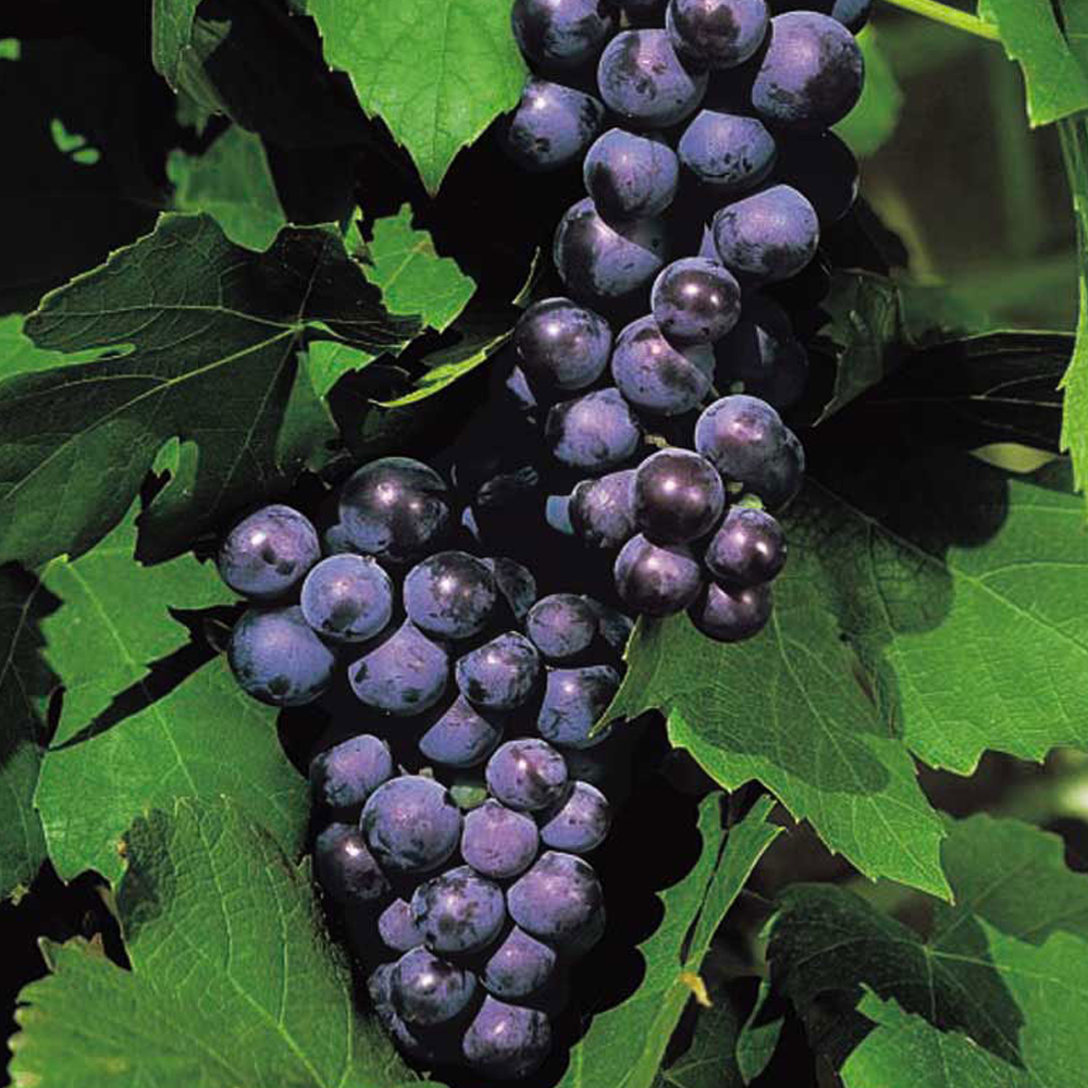 Grape - Vitis Black/Blue/Purple (9cm)