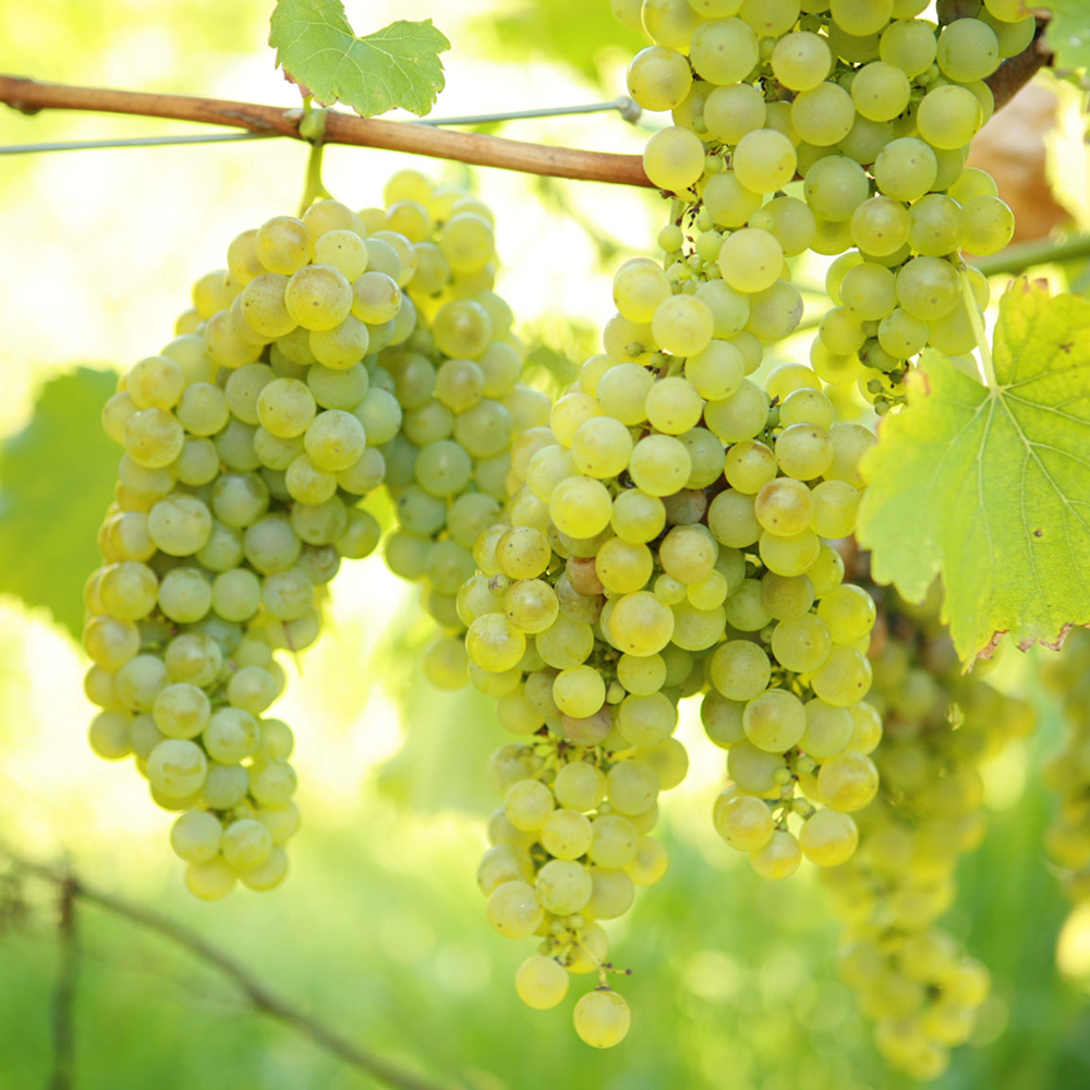 Grape - Vitis Green/White (9cm)