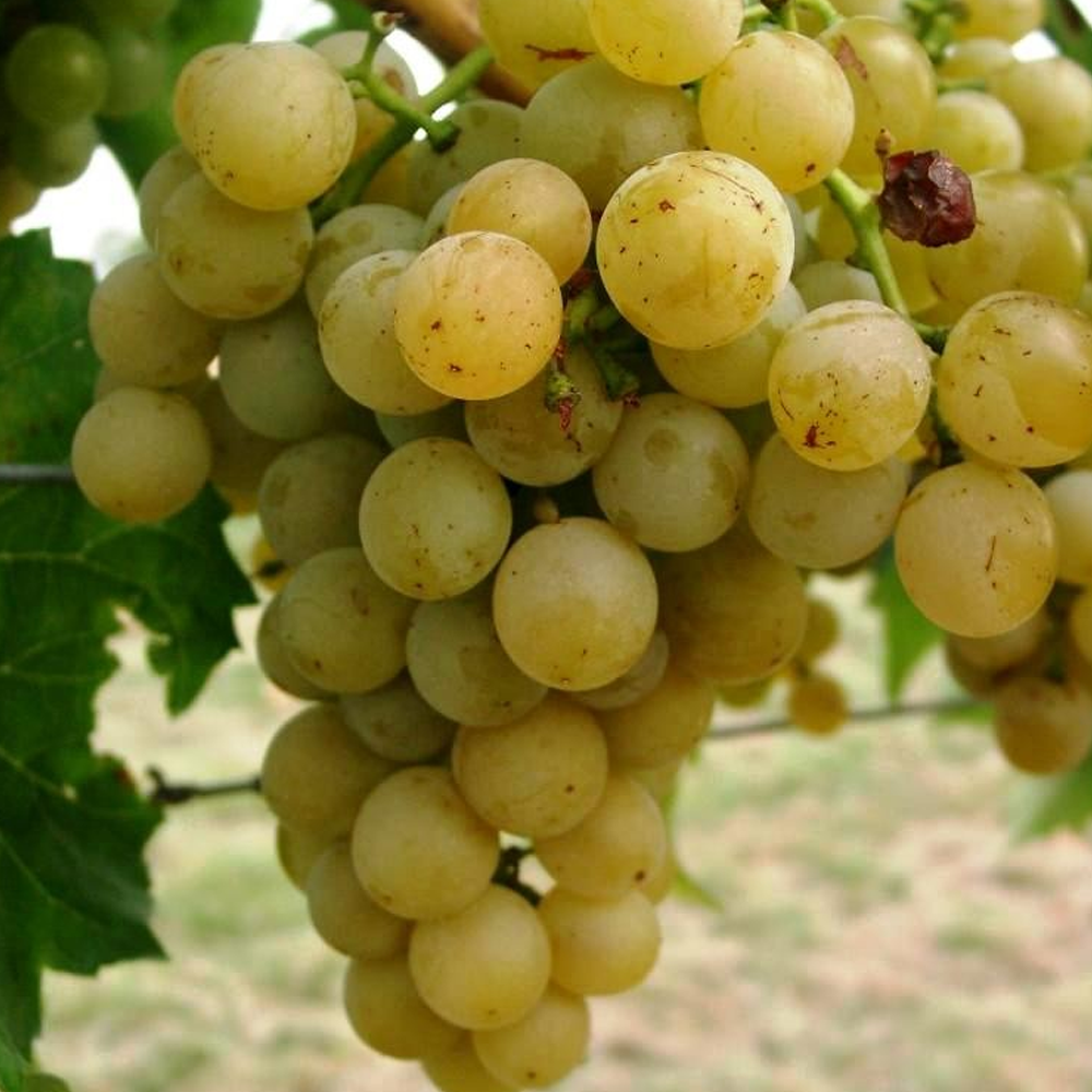 Grape - Vitis Green/White (9cm)