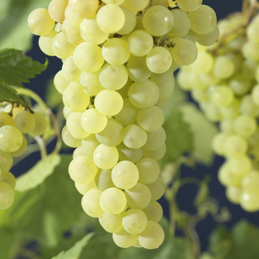 Grape - Vitis Green/White (9cm)