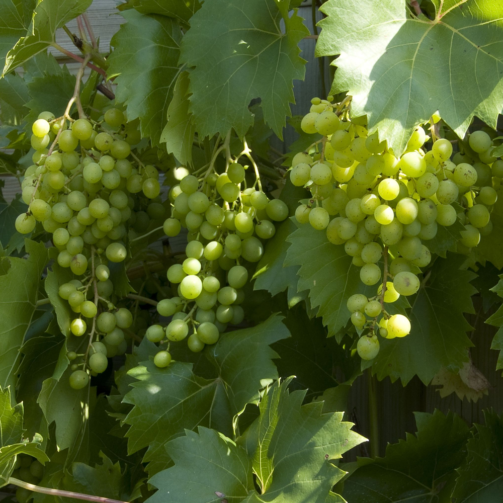 Grape - Vitis Green/White (9cm)