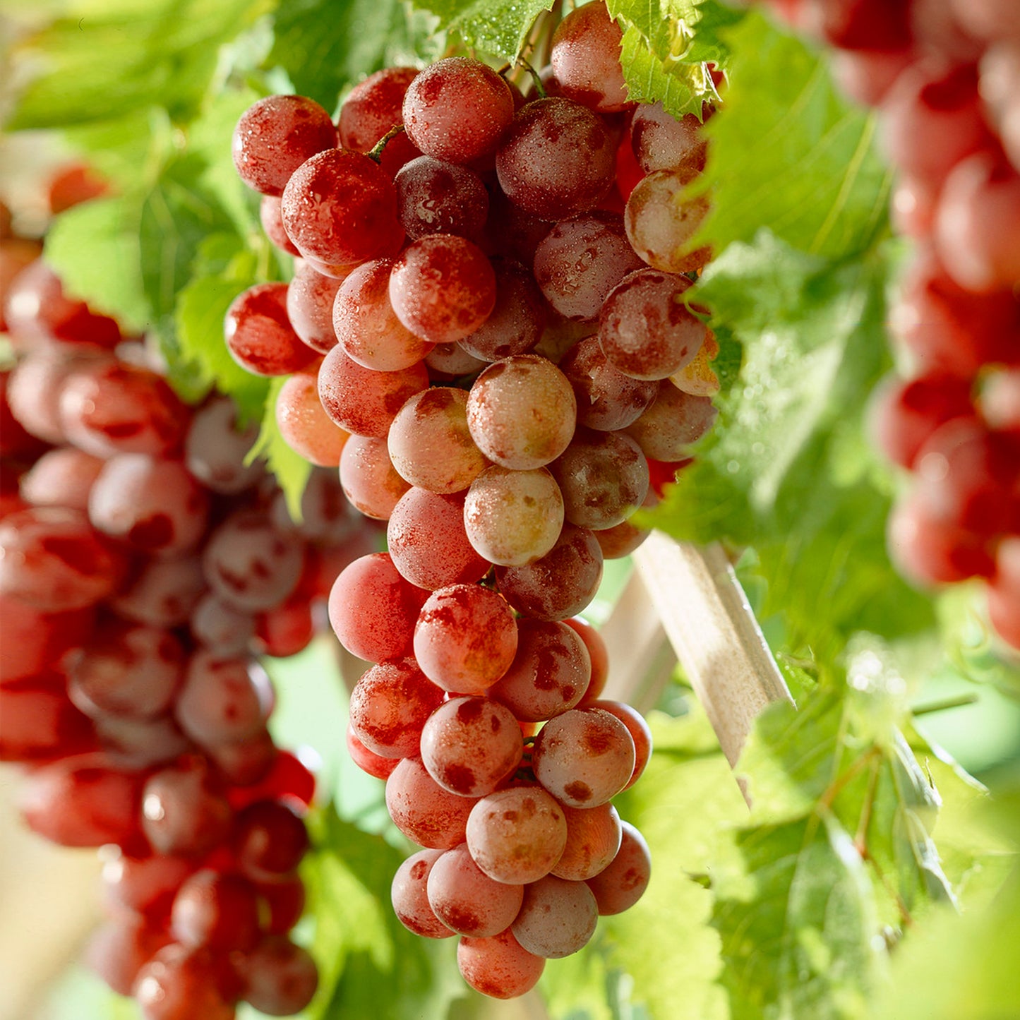 Grape - Vitis vinifera (9cm)