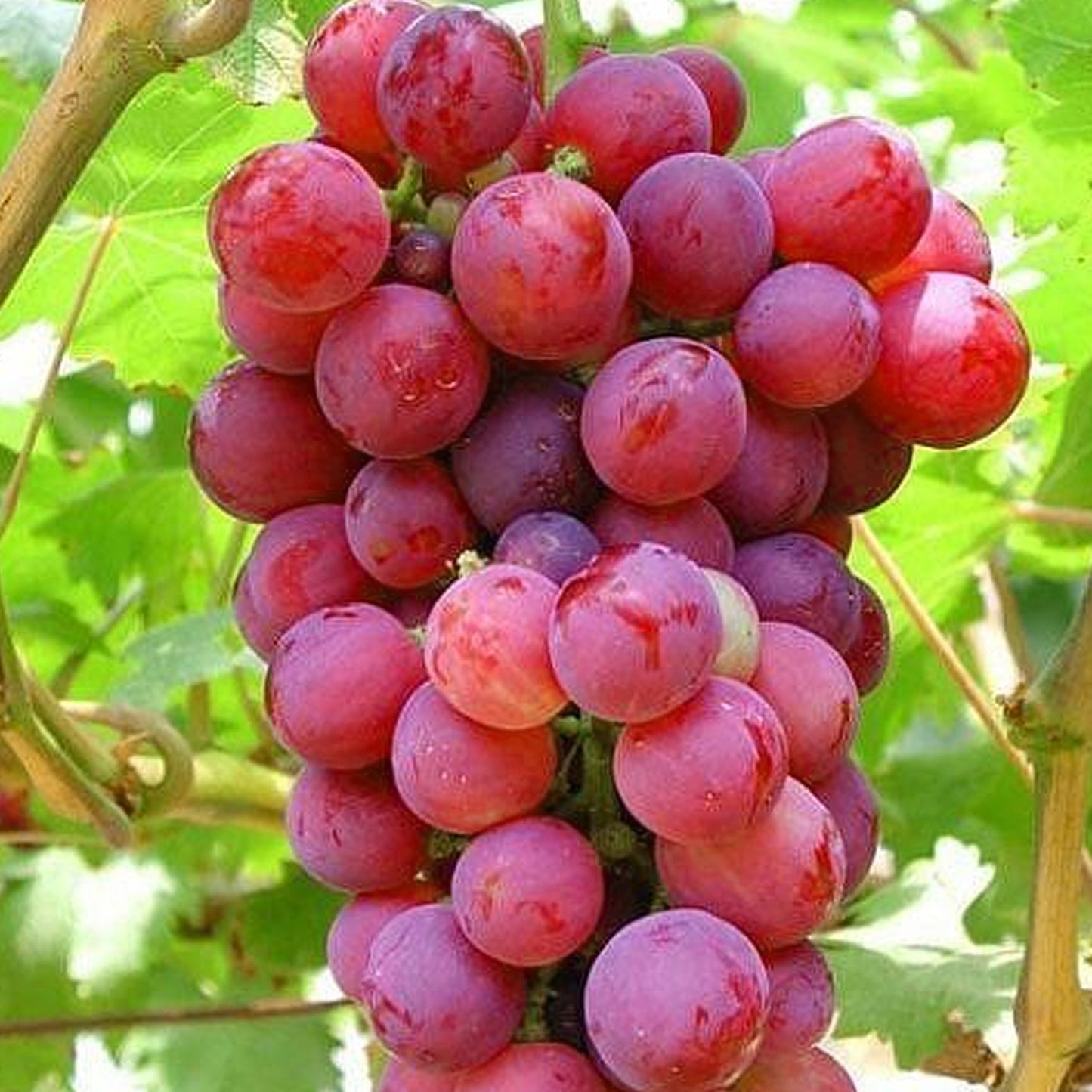 Grape - Vitis Red (9cm)
