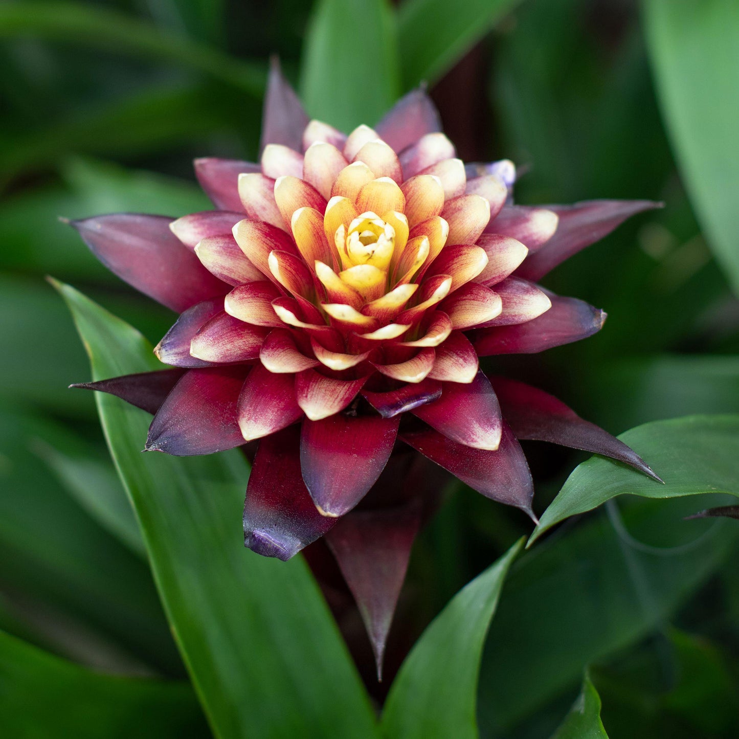 Guzmania Francesca