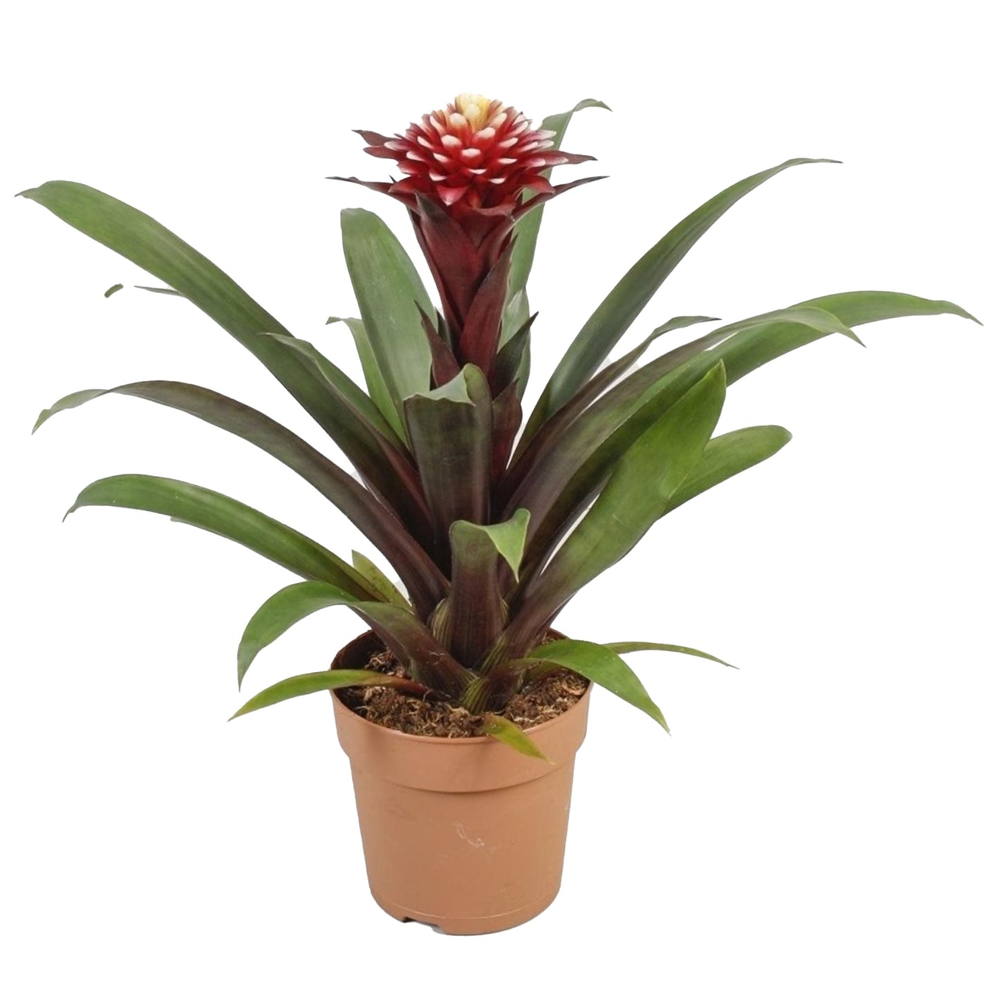 Guzmania Francesca