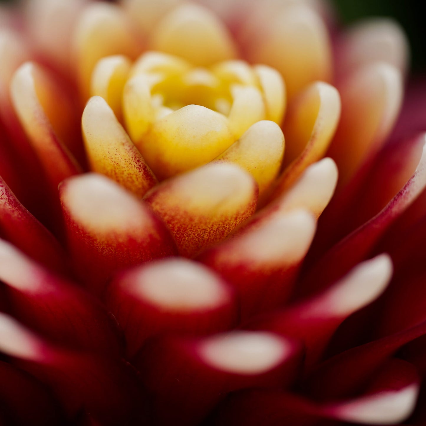 Guzmania Francesca