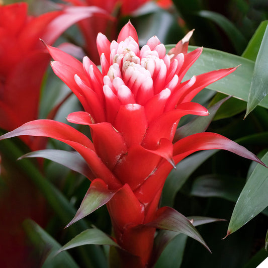 Guzmania Hope