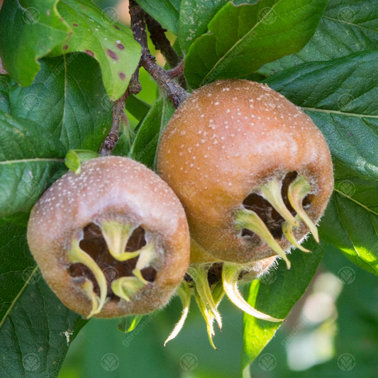Medlar Nottingham (12L, 4-5ft)