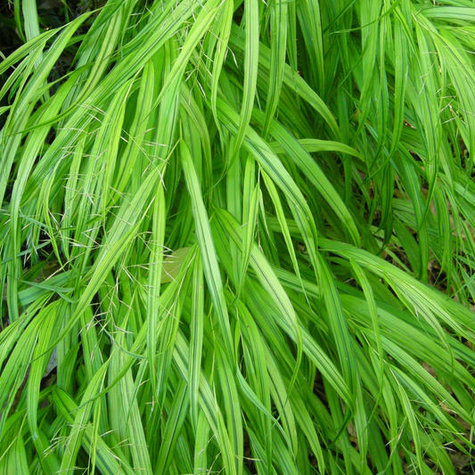 Hakonechloa Greenhills (9cm)