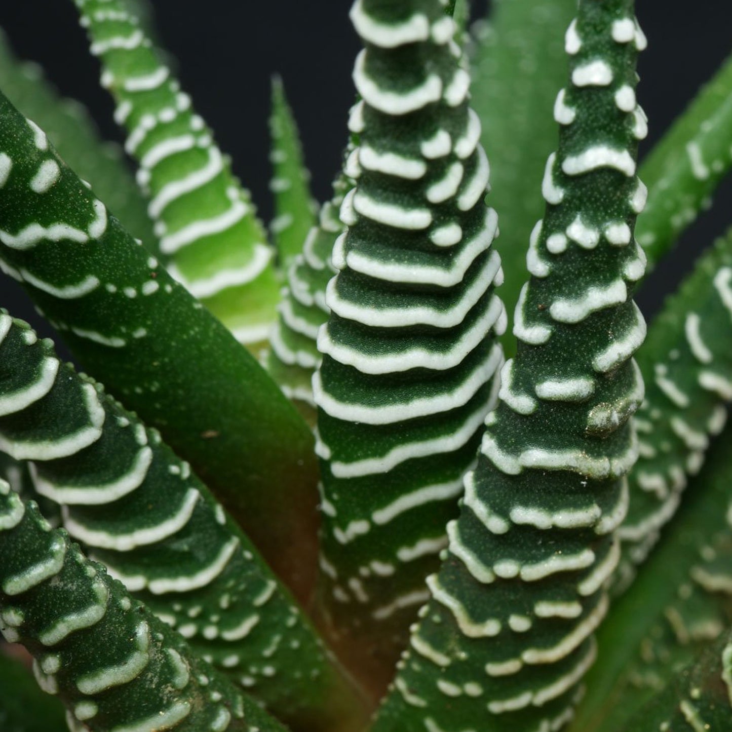 Haworthia Big Band