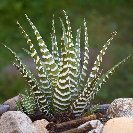 Haworthia Big Band (11cm) V1