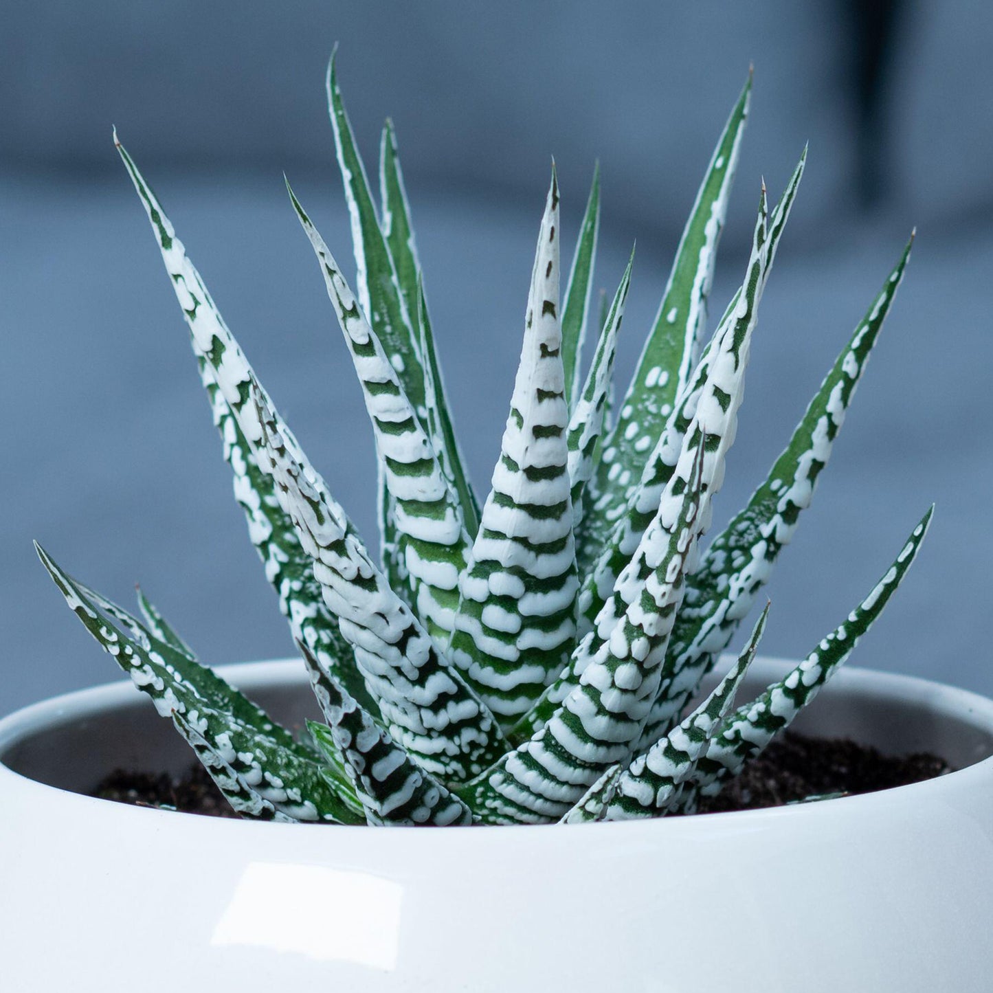 Haworthia Big Band (11cm) V3