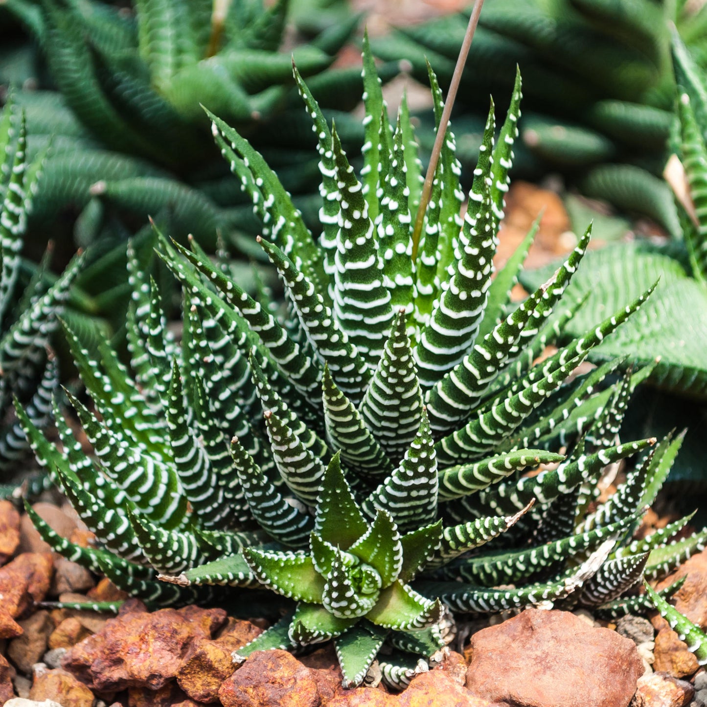 Haworthia Big Band (11cm) V2