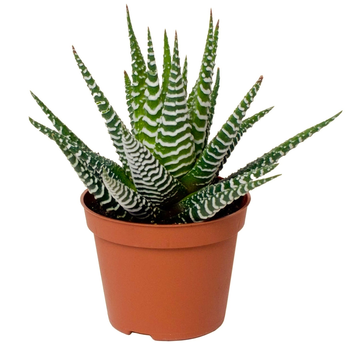 Haworthia Big Band