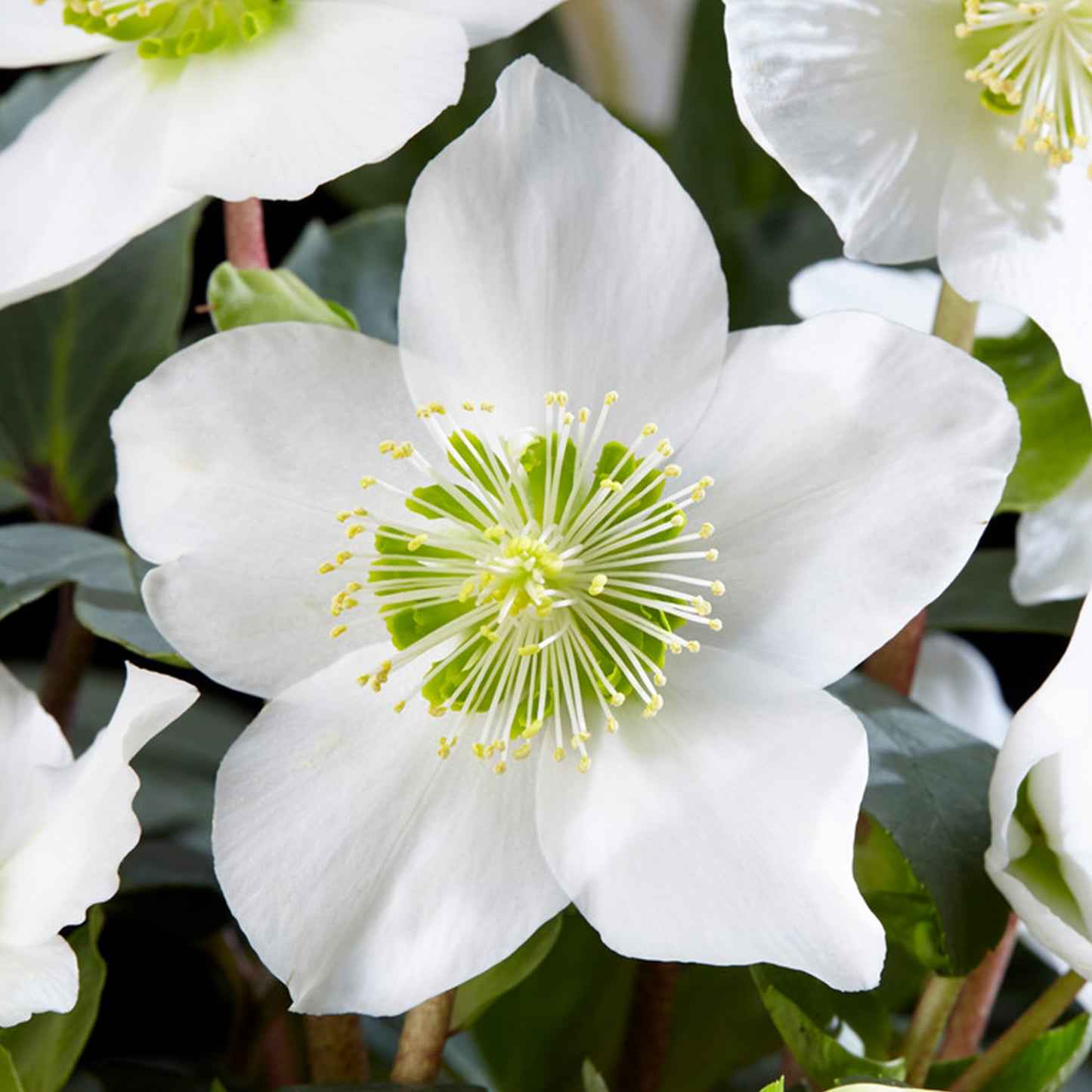 Helleborus Niger (12cm)