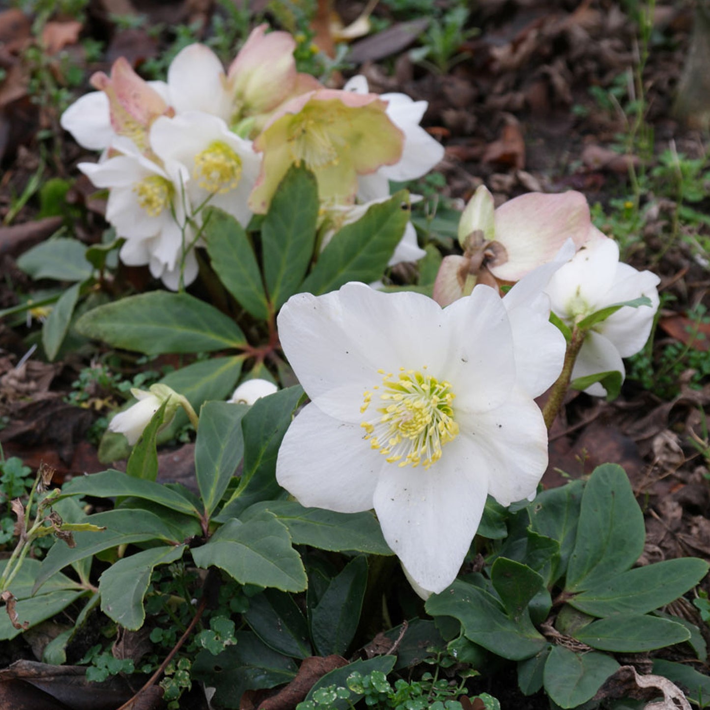 Helleborus Niger (12cm)