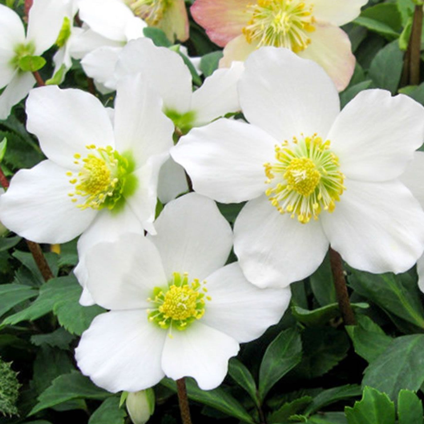 Helleborus Niger (12cm)