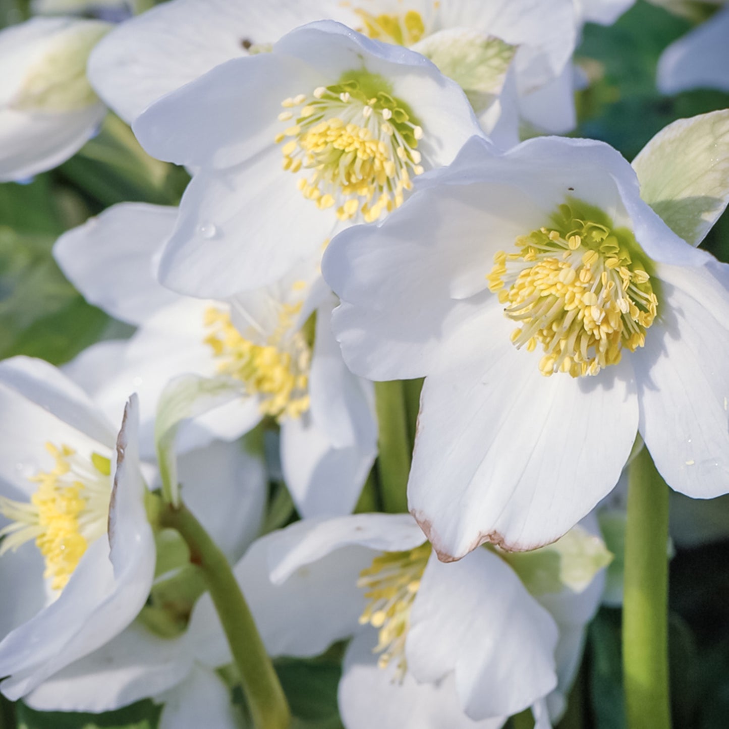 Helleborus Niger (12cm)