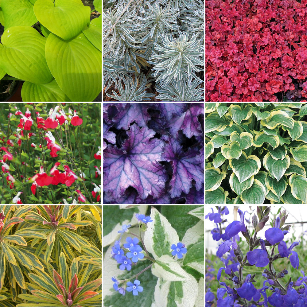 Herbaceous Mix (9cm, Pack of 3)