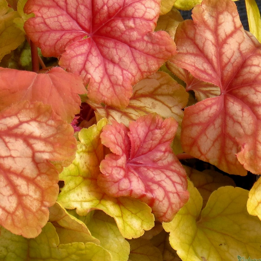 Heuchera Champagne (9cm)