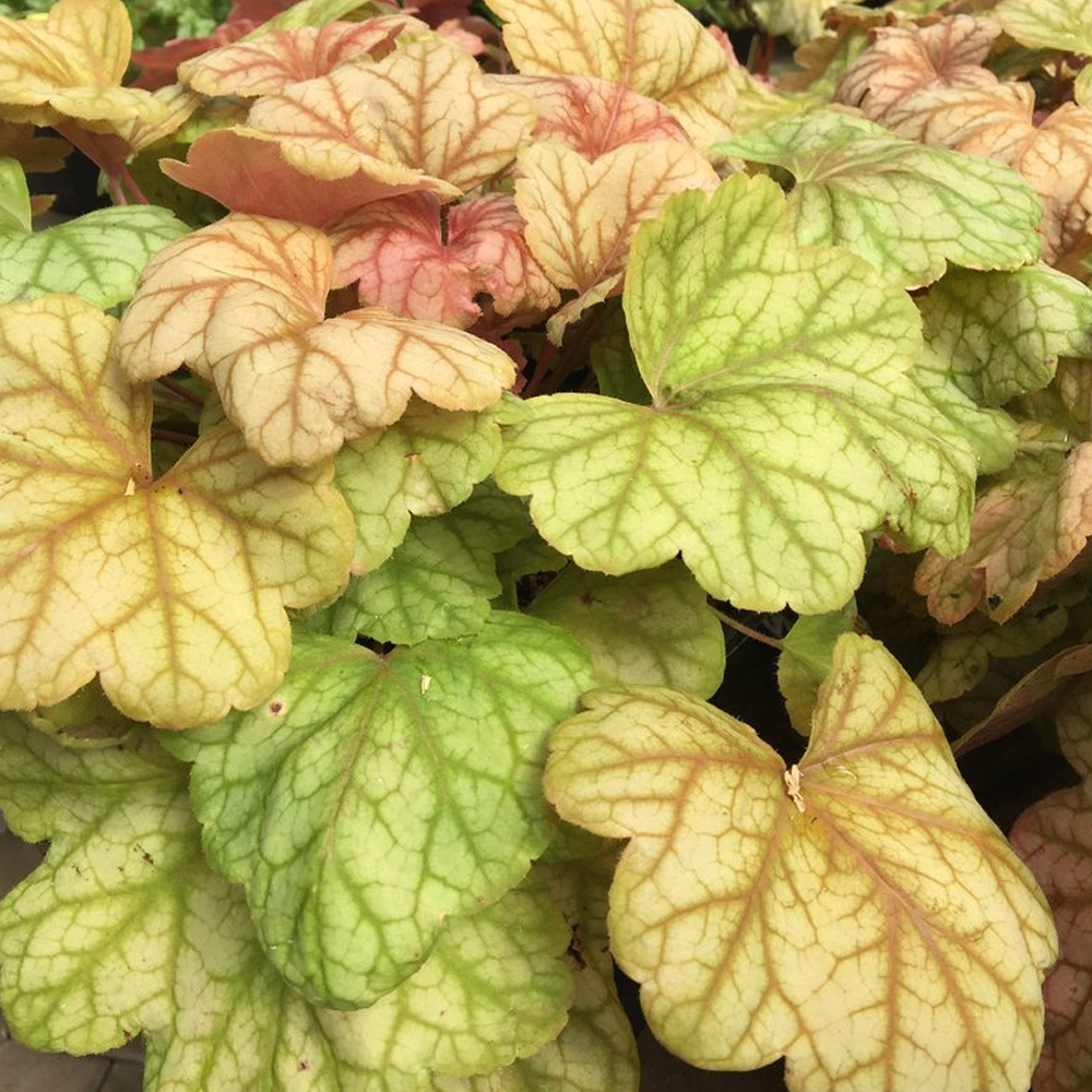 Heuchera Champagne (9cm)