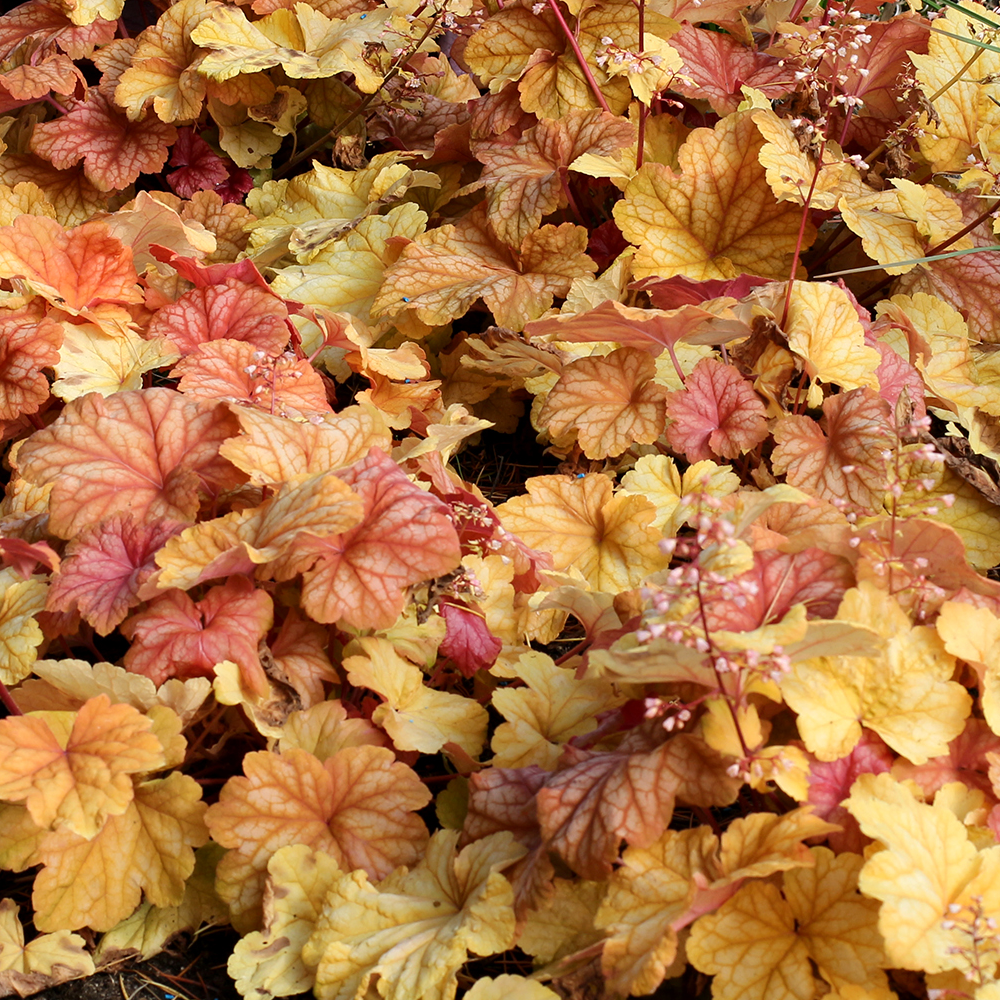 Heuchera Champagne (9cm)