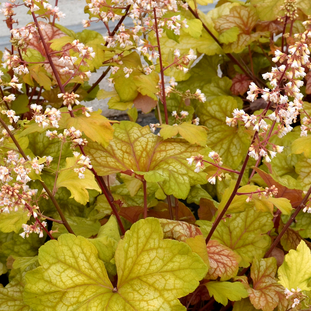 Heuchera Champagne (9cm)