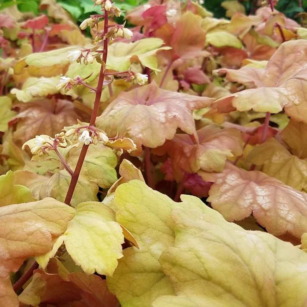 Heuchera Champagne (9cm)