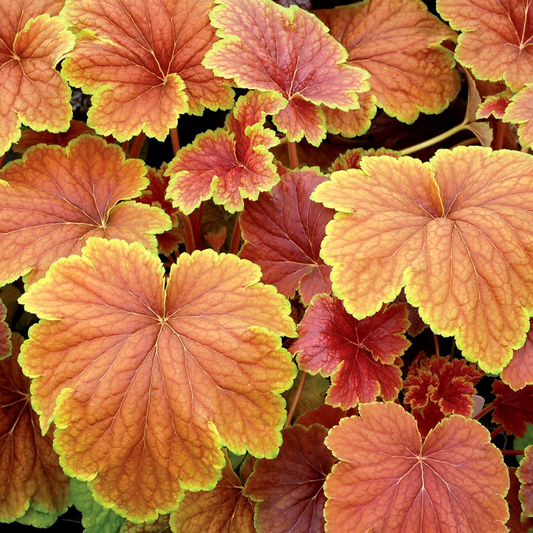 Heuchera Delta Dawn (9cm)