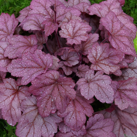 Heuchera Grape Soda (9cm)