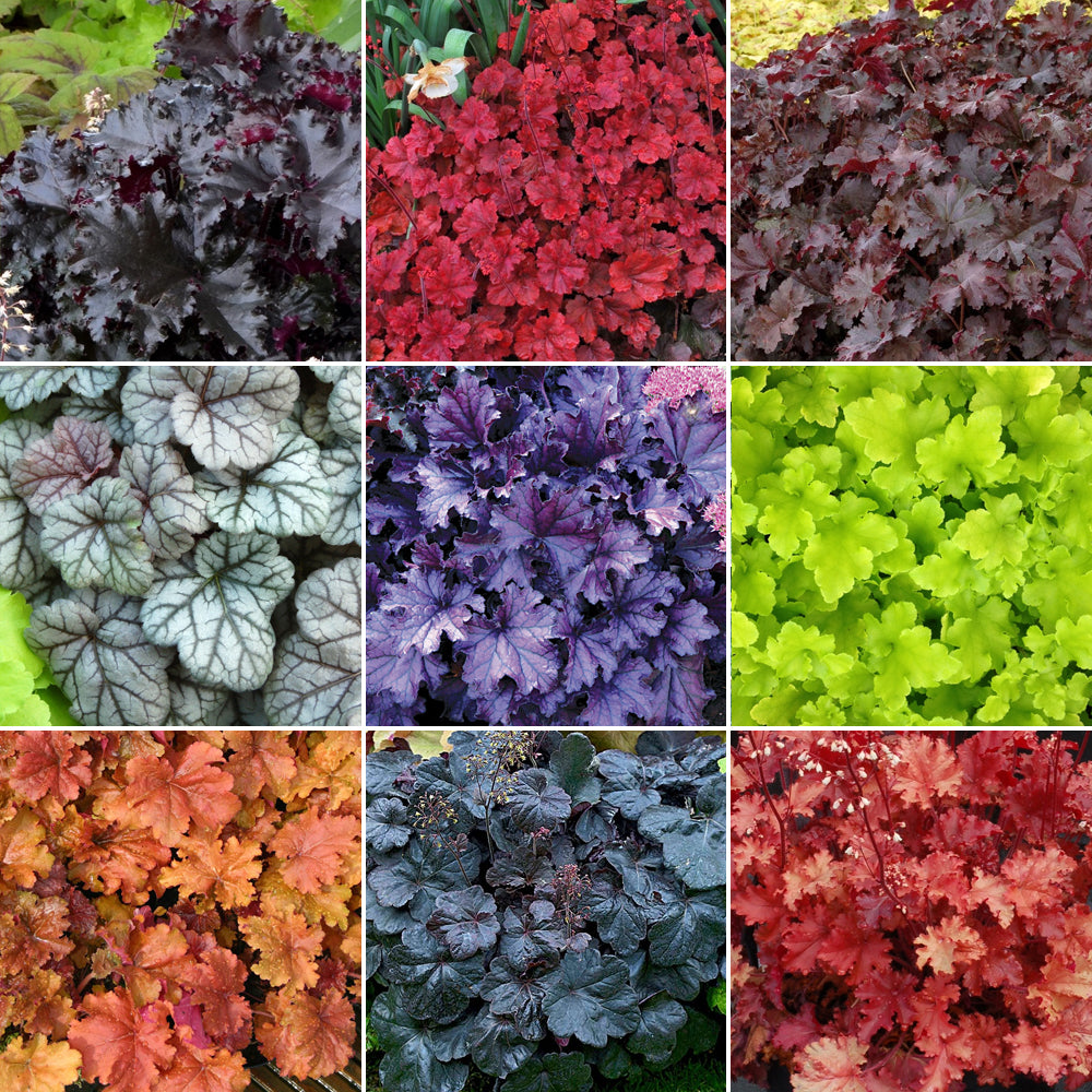 Heuchera Mix (9cm, Pack of 5)