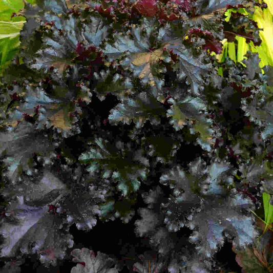 Heuchera Black Taffeta (9cm)