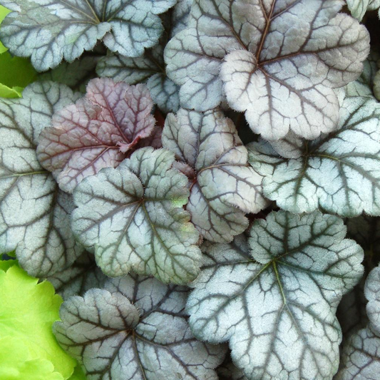 Heuchera Cinnabar Silver (9cm)