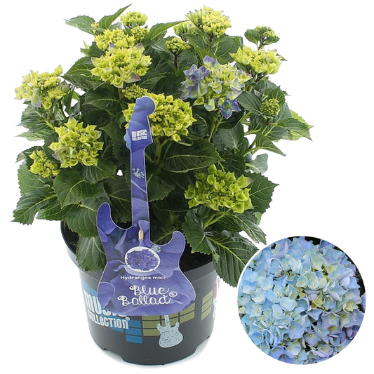 Hydrangea Blue Ballad (5L, 50-70cm)