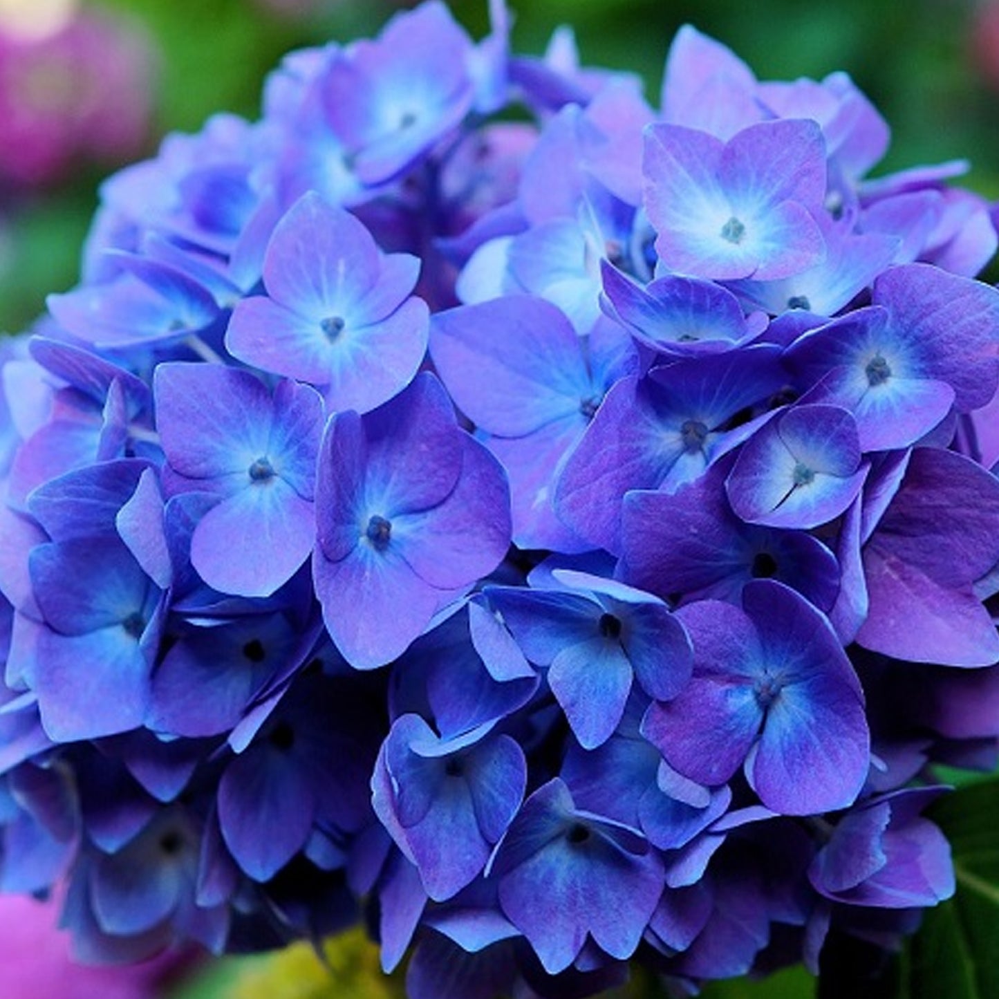 Hydrangea Blue Boogiewoogie (5L, 50-70cm)