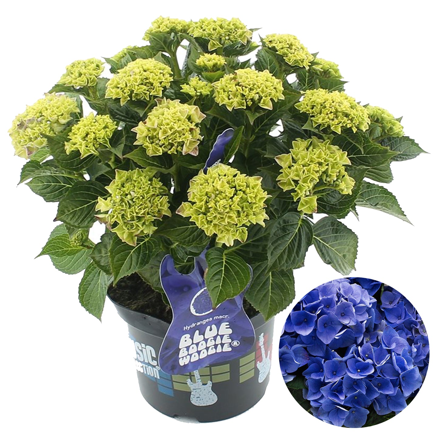 Hydrangea Blue Boogiewoogie (5L, 50-70cm)