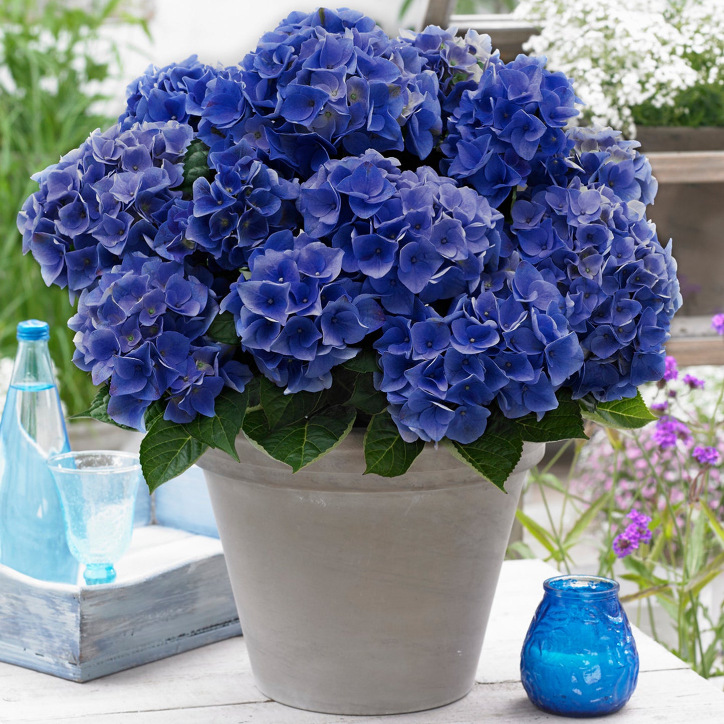 Hydrangea Blue Boogiewoogie (5L, 50-70cm)