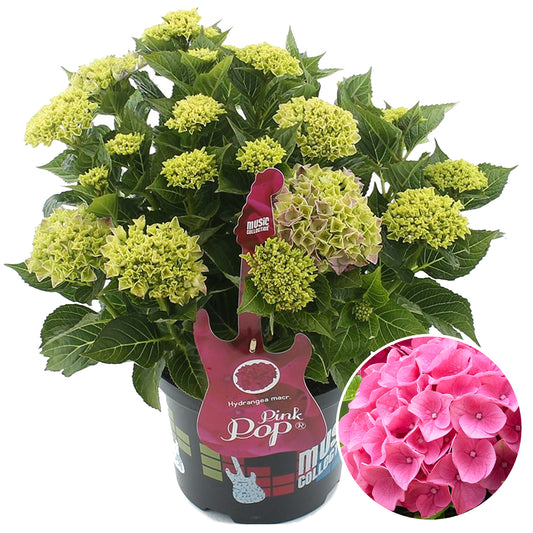 Hydrangea Pink Pop (5L, 50-70cm)