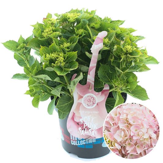 Hydrangea Soft Pink Salsa (5L, 50-70cm)
