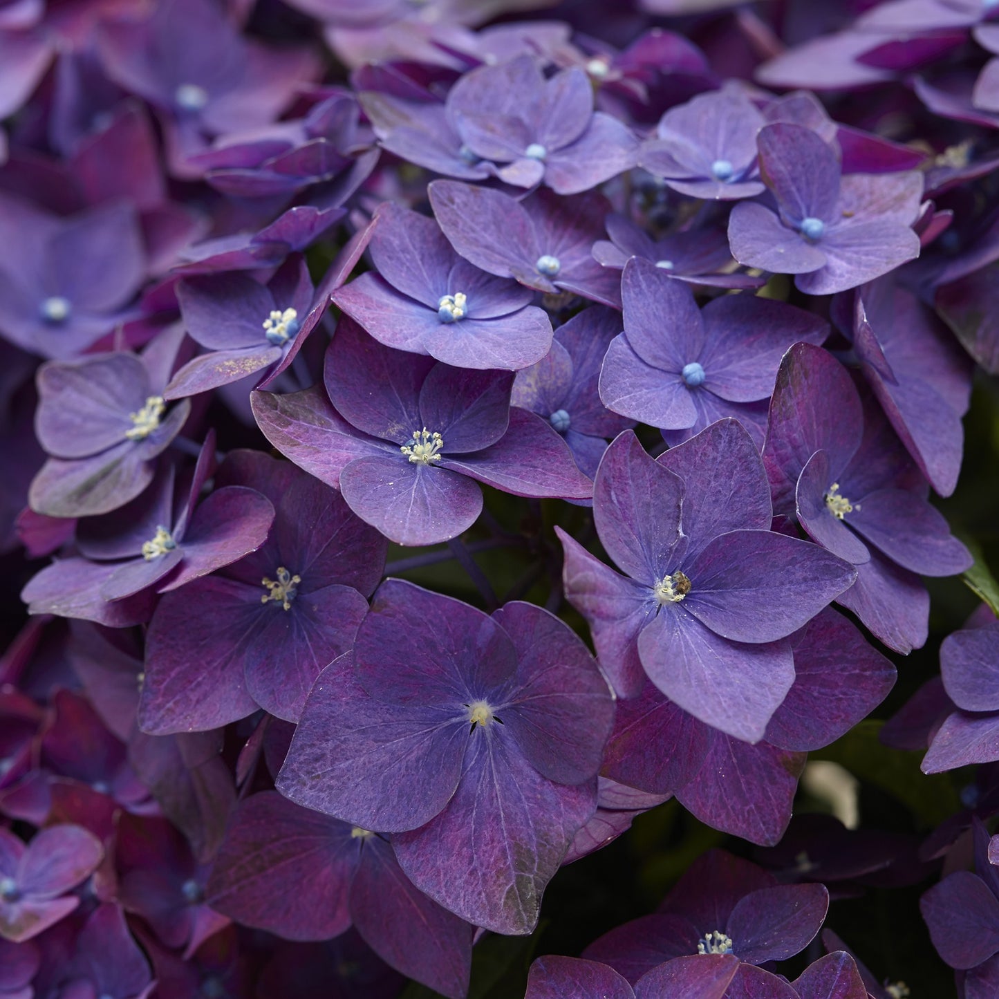 Hydrangea Deep Purple Dance (5L, 50-70cm)