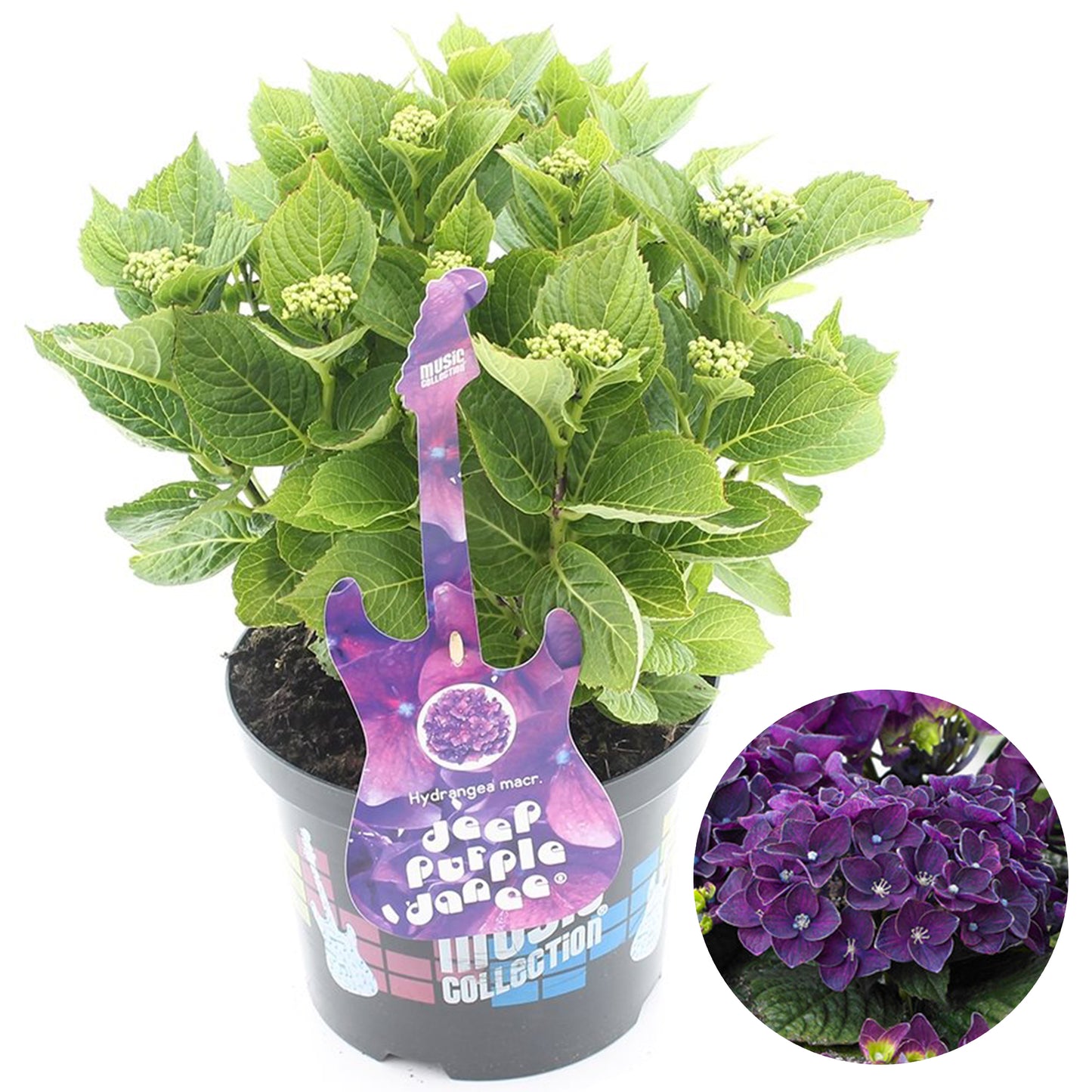 Hydrangea Deep Purple Dance (5L, 50-70cm)