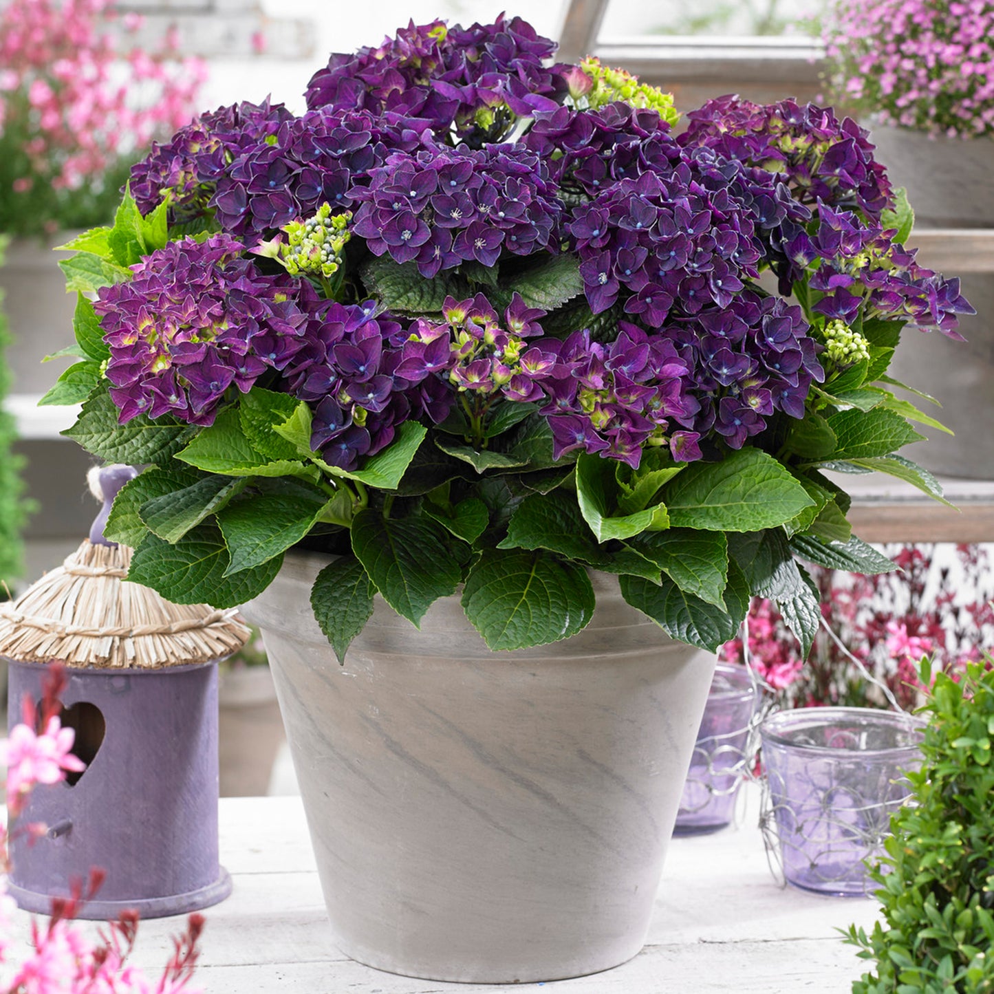 Hydrangea Deep Purple Dance (5L, 50-70cm)